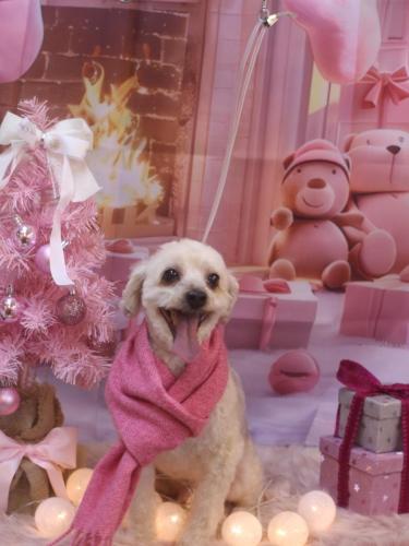 20241220ペカくん